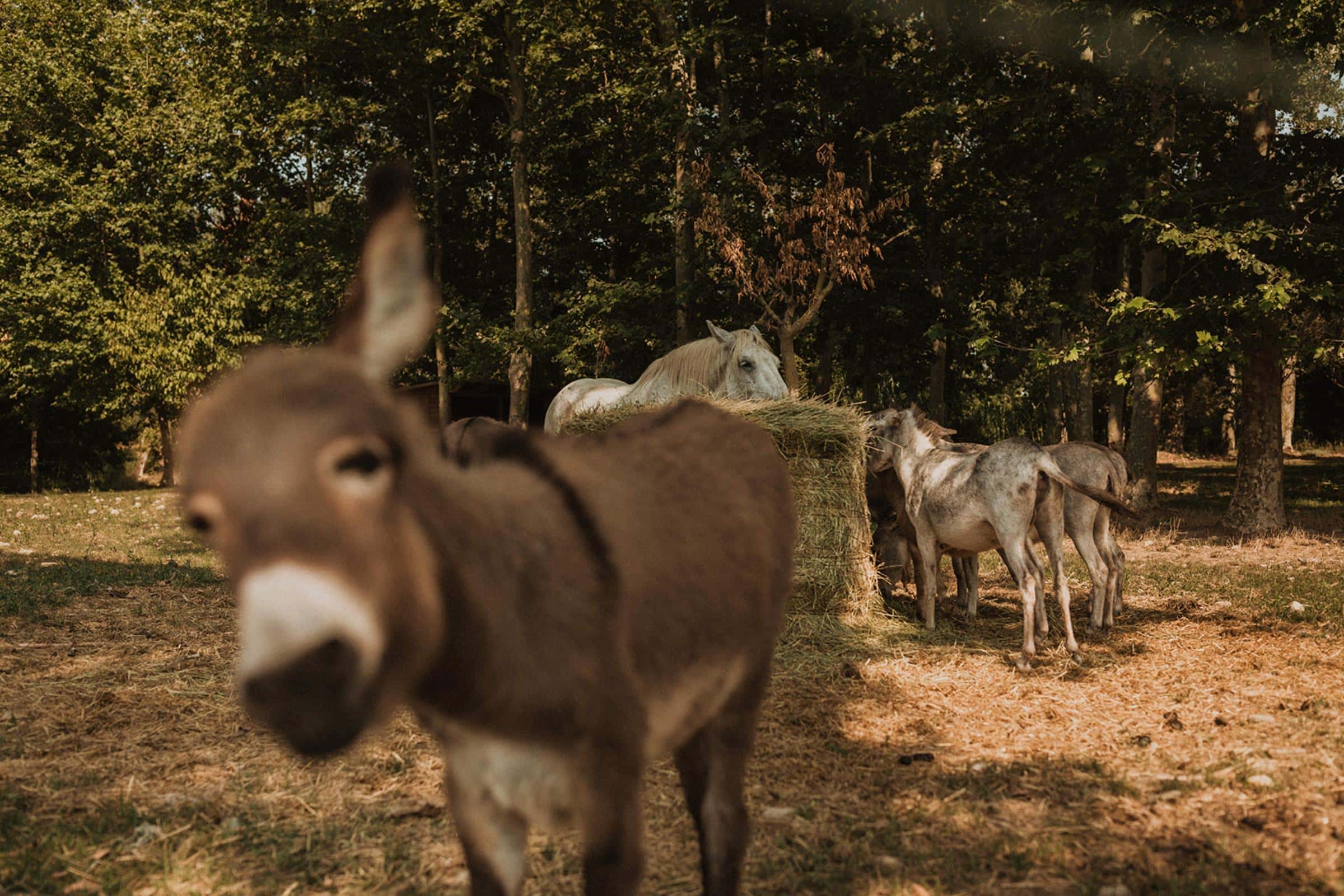Animals a una finca rural
