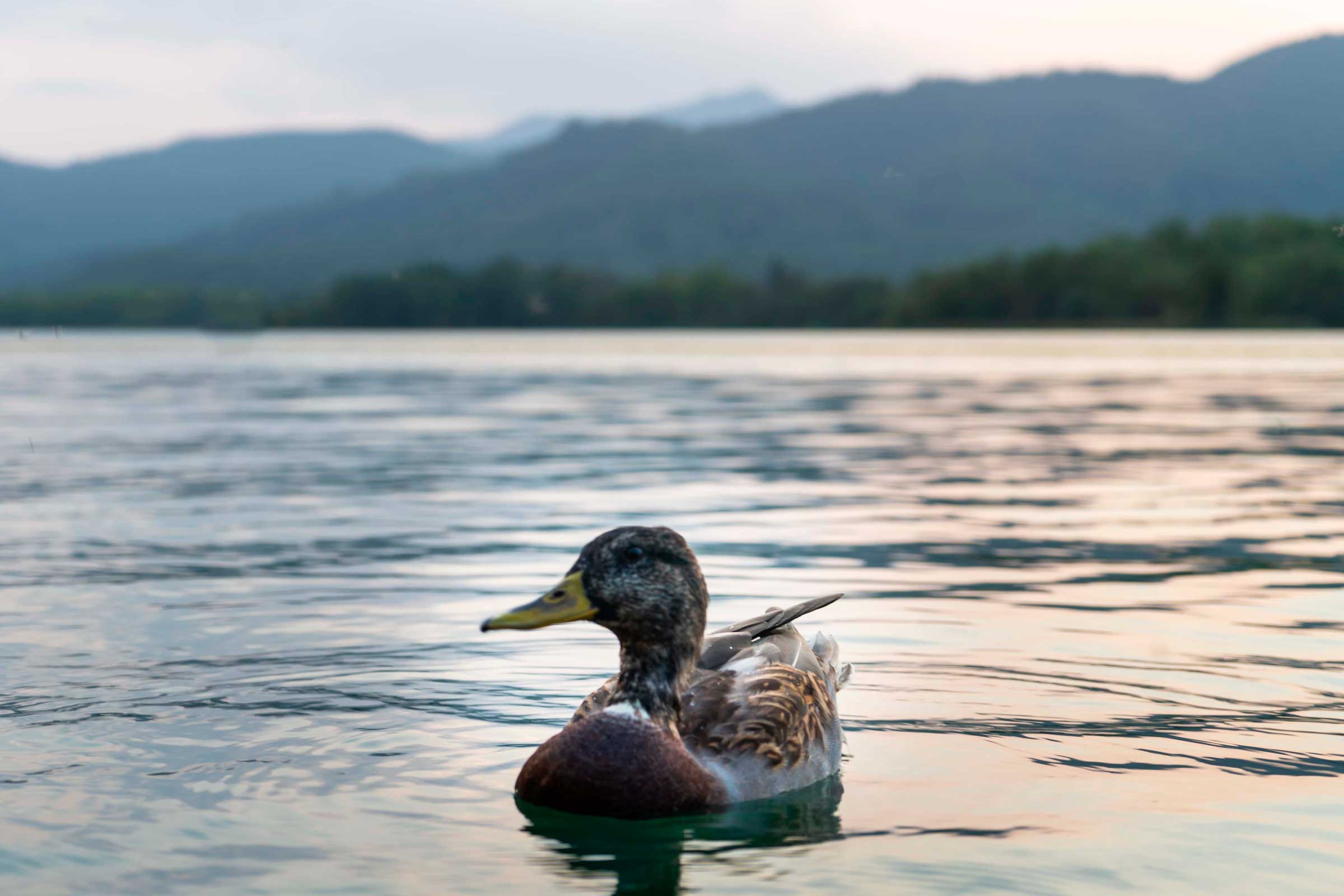 Ànec a l'estany de Banyoles