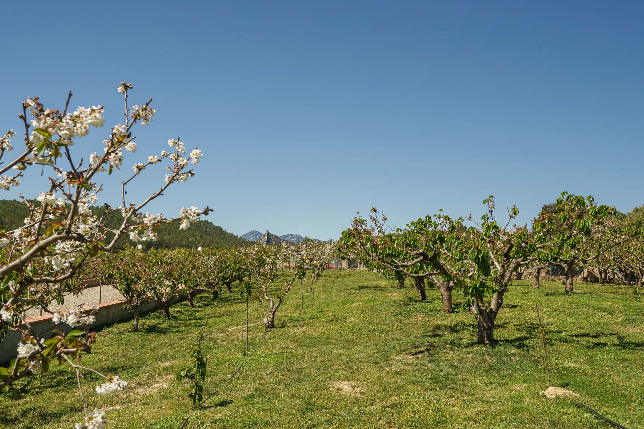 Cirerers a Mas El Brugué